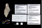 Foto (Objekt + Etikett) von Ambulocapsa sp.  (NHMW-GEO-1990-0041-2798b)